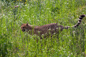 wild cheetah in the green grass in the park © svetjekolem