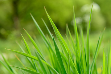 Grass