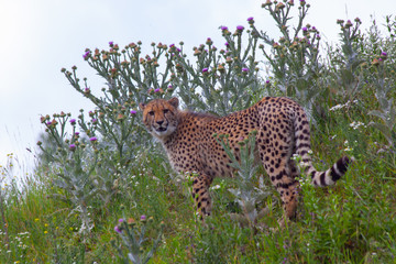 wild cheetah in the green grass in the park © svetjekolem