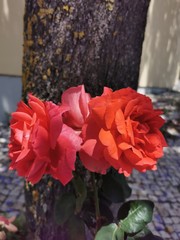 red roses in a garden