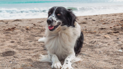 Border collie relaxing on the beach of Poetto, Cagliari