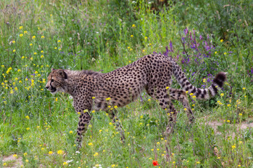 wild cheetah in the green grass in the park