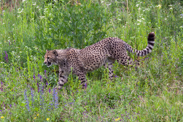 wild cheetah in the green grass in the park