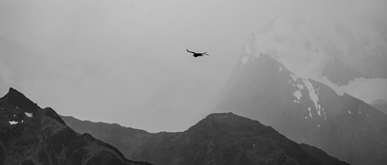 fotogracía en blanco y negro. gran ave volando con sus alas extendidas sobre montañas en un día...