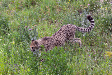 wild cheetah in the green grass in the park