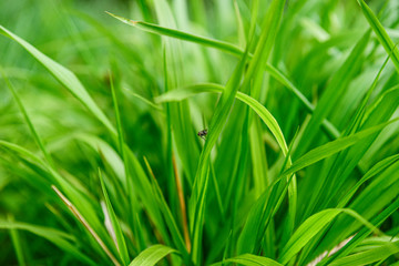 Fresh green grass with fly