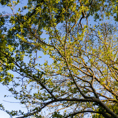 tree branches lit by the setting sun in the spring