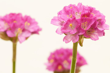 Fototapeta na wymiar armeria flower macro