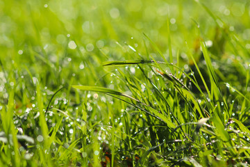 green grass with dew drops