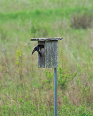 A tree swallow hangs on the side of a nesting box while tending the young inside.  The nesting box is on the edge of a marshy meadow.