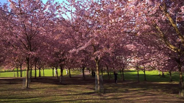 Helsinki Cherry Tree Blossom Camera Tracking Nr2 4K. Filmed at Roihuvuori Cherry Tree Park Mother's Day 2020. The place is Roihuvuoren kirsikkapuisto. Prores422 and more photos available