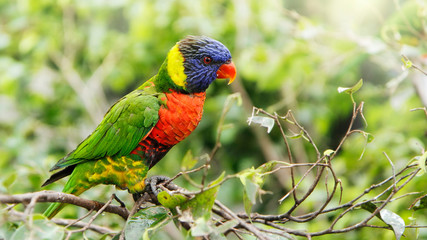 papua rainbow lorikeet on tree branch with copy space