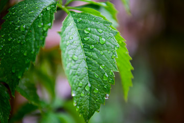 Green leaf with drops