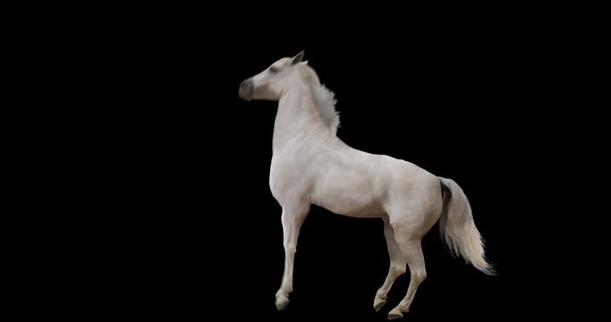 White horse rearing realistic animation. Isolated animal video including alpha channel allows to add background in post-production. Element for visual effects.