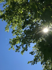 under a tree with numerous leaves with sunlight shining through leaves
