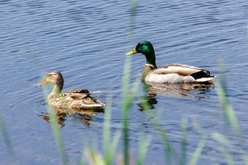 A pair of Mallard duck swim along the water.