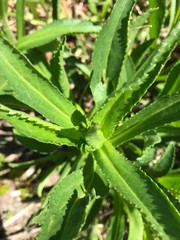 plant with thin green edged leaves
