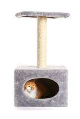 Cute funny cat hiding in its house on white background