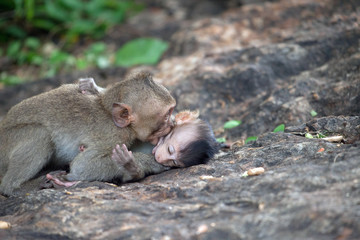 可愛いサル