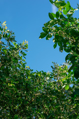 Obraz premium green leaves and sky
