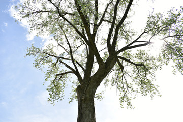 Big Tree in Park 