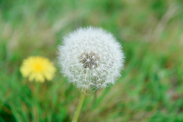 Naklejka premium Dandelion in the grass