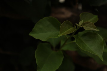 Green leaves