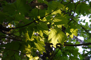 A closeup of maple leaves on tree branches under the sunlight with a blurry background.