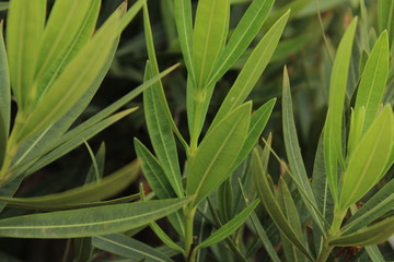 Obraz premium Close up leaves