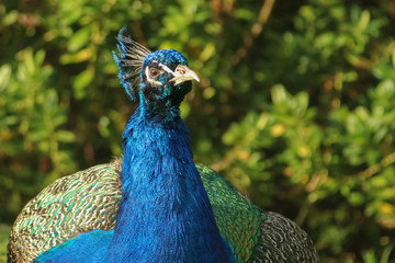 Obraz premium Peacock glaring with its head cocked