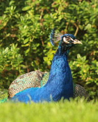 Obraz premium Peacock resting on the grass
