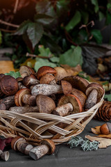 Autumn Cep Mushrooms. Basket with porcini mushrooms on the background of a tree. Close -up on wood rustic table. Cooking delicious organic mushroom.