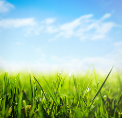 Green grass and blue sky on sunny day, closeup