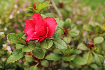 red rose in garden