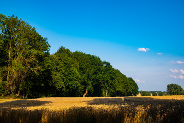 Fototapeta premium Yellow Wheat Ears Field On Blue Sunny Sky Background. Rich Harvest Wheat Field Fresh Crop Of Wheat