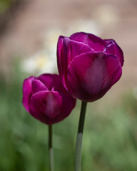 Deep purple tulips
