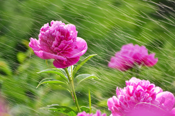 Peony paeonia purple flowers watered by a sprinkler/in the rain