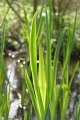 Green grass in the water