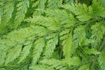 Closeup of a forty year old fern.