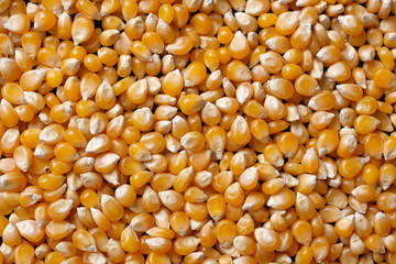 heap of corn grains - closeup - organic food