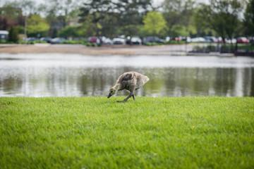 Canadian gosling eating and walking in green grass 