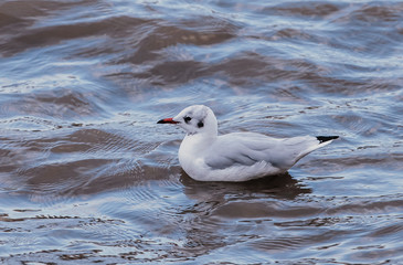 seagull on the water