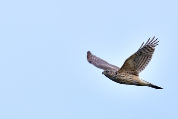 青空バックにさっそうと飛ぶオオタカ幼鳥の飛翔シーン