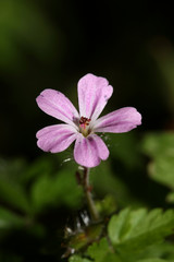 Wild violet flower geranium robertianum family geraniaceae modern botanical book high quality prints