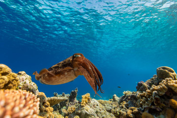 Cuttlefish on a colorful coral reef and the water surface in background