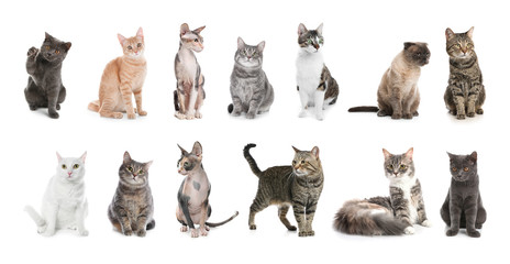 Set of adorable pets on white background. Banner design