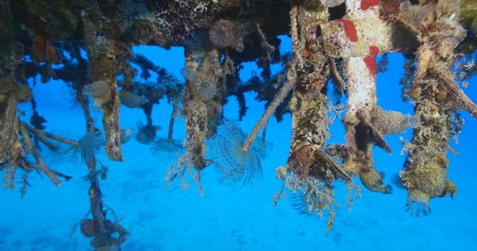 tunicates under the wing of air plane wreck underwater with some tubeworms ocean scenery