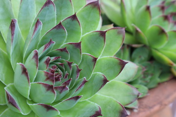 Macro or closeup of a hen and chicks succulent plant, cactus