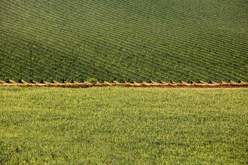 Aerial view of a large brazilian farm with coffee plantation. Coffee plantation in Brazil.