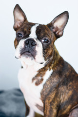 Perro adorable raza Boston terrier mirando a la cámara